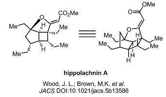 6 hippolachnin A_target.jpg