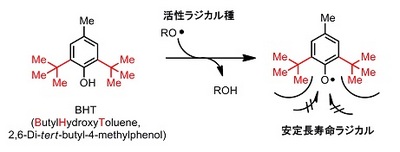 BHT mechanism.jpg