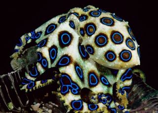 blue-ringed-octopus-1.jpg