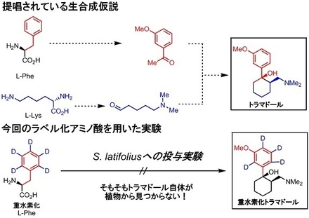 tramadol returns returns 1 生合成実証.jpg